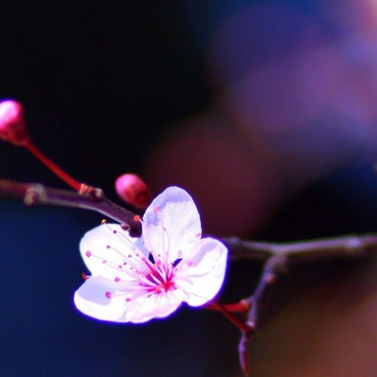 flower  pink  blur night Android SmartPhone Wallpaper