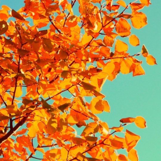 Leaf foliage sky Android SmartPhone Wallpaper