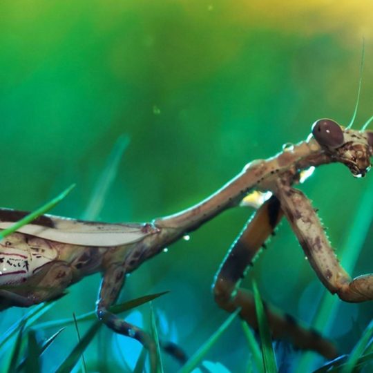 Mantis insect blur Android SmartPhone Wallpaper