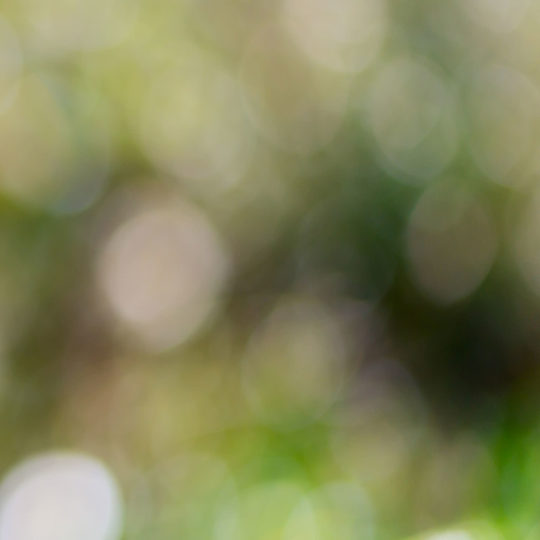 Blur green Android SmartPhone Wallpaper
