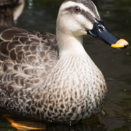 Animal bird Android SmartPhone Wallpaper