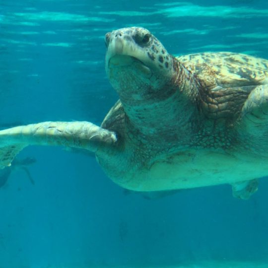 Animal sea turtle blue Android SmartPhone Wallpaper