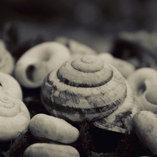 Seashell wind Android SmartPhone Wallpaper