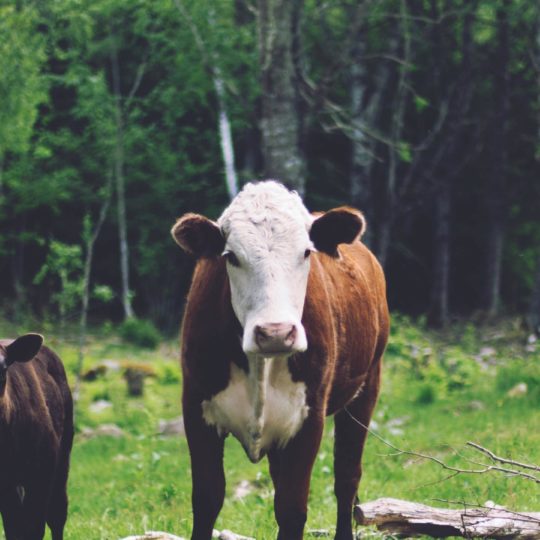 Landscape forest animal cattle Android SmartPhone Wallpaper