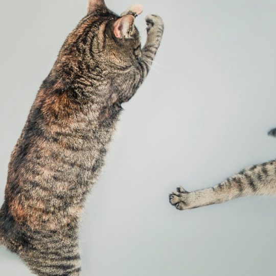 Animal cat jump Android SmartPhone Wallpaper
