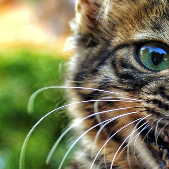 Animal cat Kijitora Android SmartPhone Wallpaper