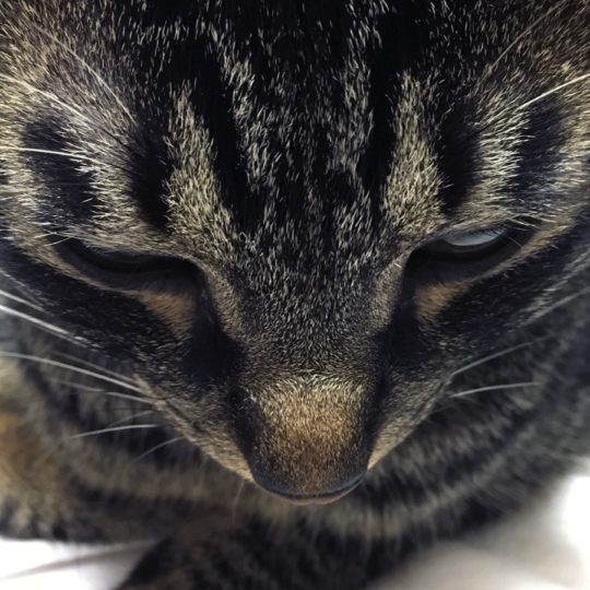 Animal cat Kijitora face Android SmartPhone Wallpaper