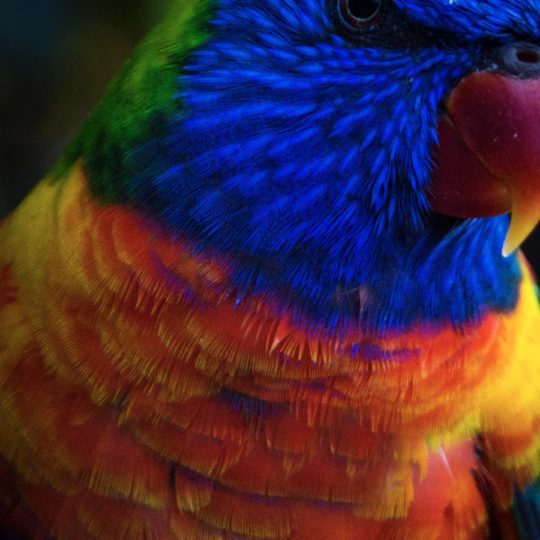 Bird colorful blue animal Android SmartPhone Wallpaper