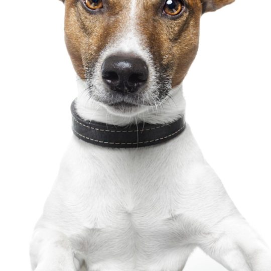 Dog animal keyboard Android SmartPhone Wallpaper