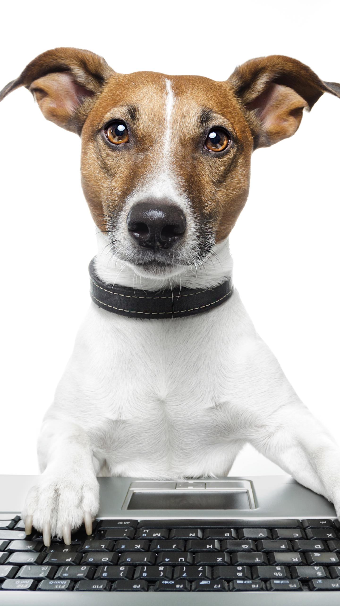 Dog animal keyboard wallpaper.sc SmartPhone