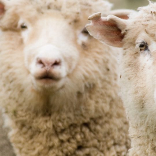 Animal sheep Android SmartPhone Wallpaper