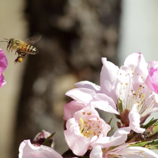 Landscape Sakura bees Android SmartPhone Wallpaper