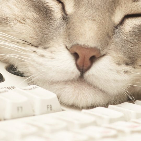 Cat keyboard for woman Android SmartPhone Wallpaper