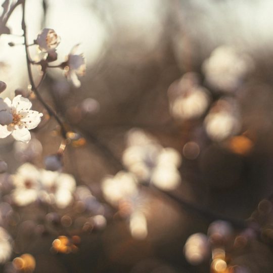 Landscape cherry blossom Android SmartPhone Wallpaper