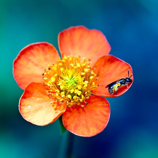 Natural  flower  red Android SmartPhone Wallpaper