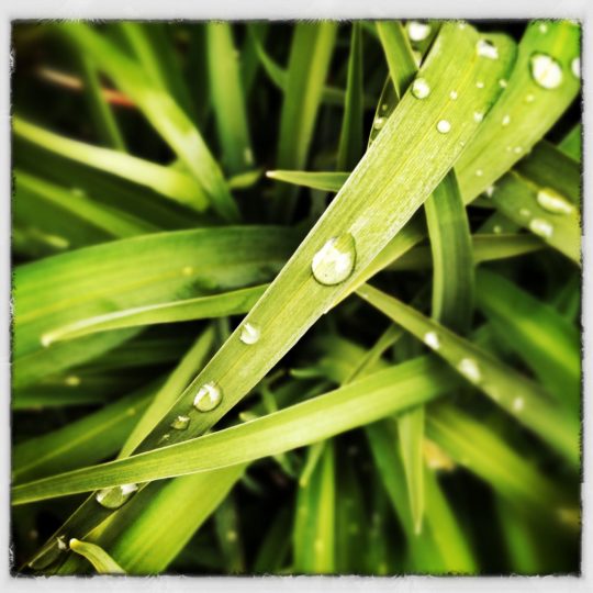 Natural chloroplast Android SmartPhone Wallpaper