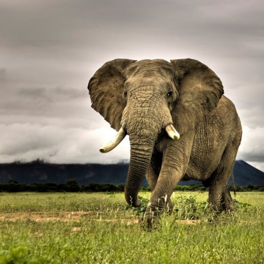Animal elephant Android SmartPhone Wallpaper