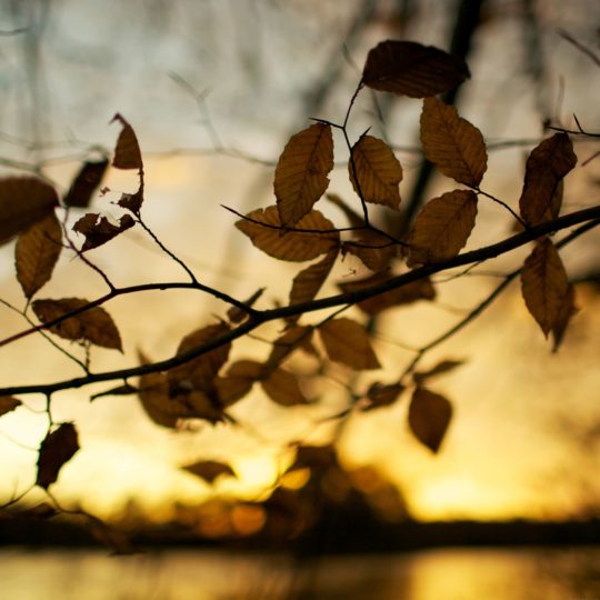 Natural dry leaves Android SmartPhone Wallpaper