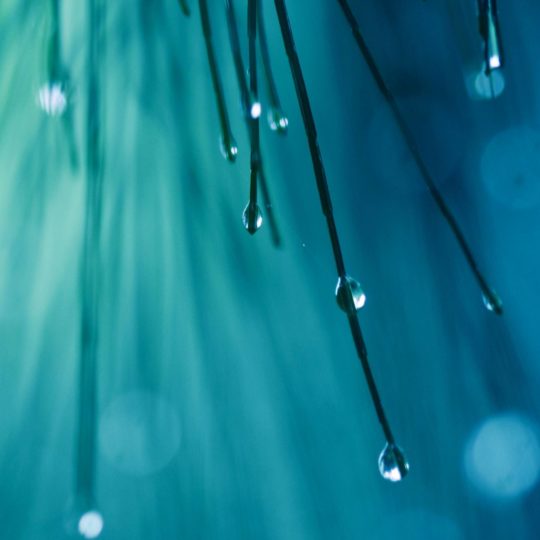 Natural branch water droplets Android SmartPhone Wallpaper