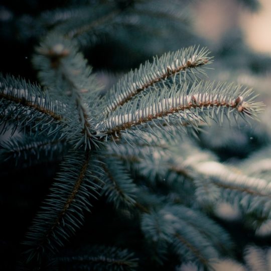 Natural Eda green Android SmartPhone Wallpaper