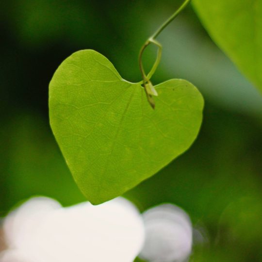 Natural chloroplast Android SmartPhone Wallpaper