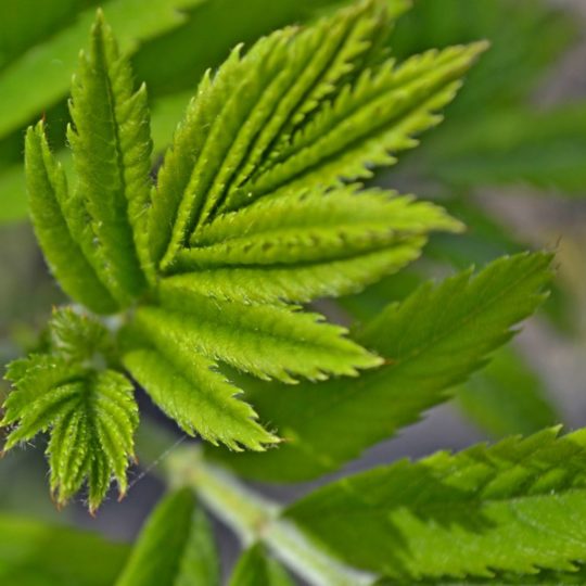 Natural chloroplast Android SmartPhone Wallpaper