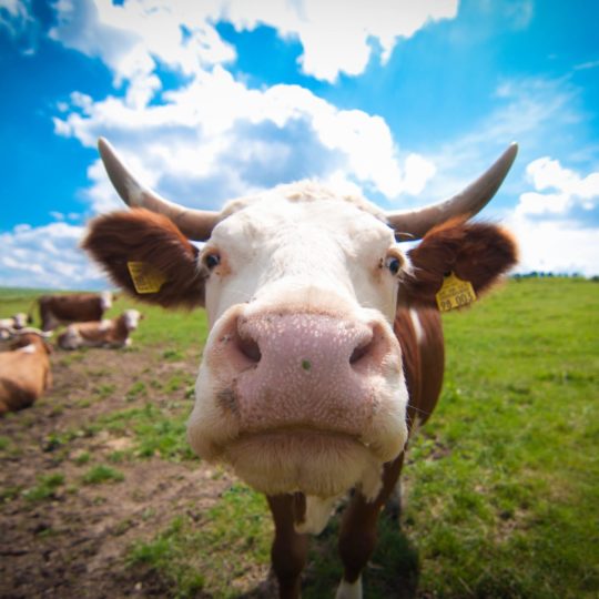 Animal cow Android SmartPhone Wallpaper