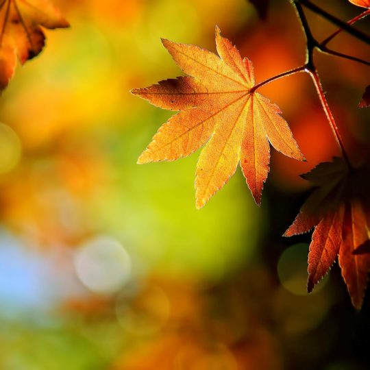 Landscape yellow autumn leaves Android SmartPhone Wallpaper