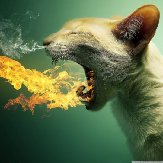 Cat flame Android SmartPhone Wallpaper