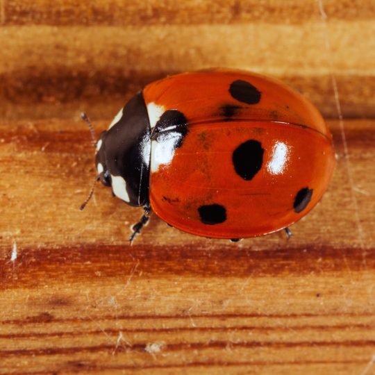 Animal ladybug Android SmartPhone Wallpaper