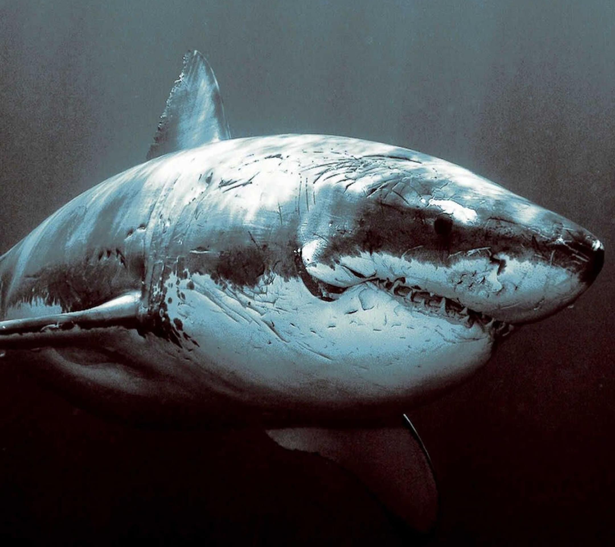 Рыба плывет против течения. Акула МЕГАЛОДОН. Большая белая акула кархародон. Самая большая акула в мире МЕГАЛОДОН. Кархародон МЕГАЛОДОН фауна неогена.