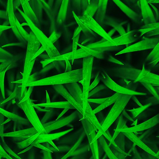 Natural chloroplast Android SmartPhone Wallpaper
