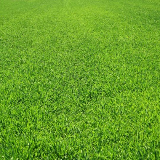 Landscape lawn green Android SmartPhone Wallpaper
