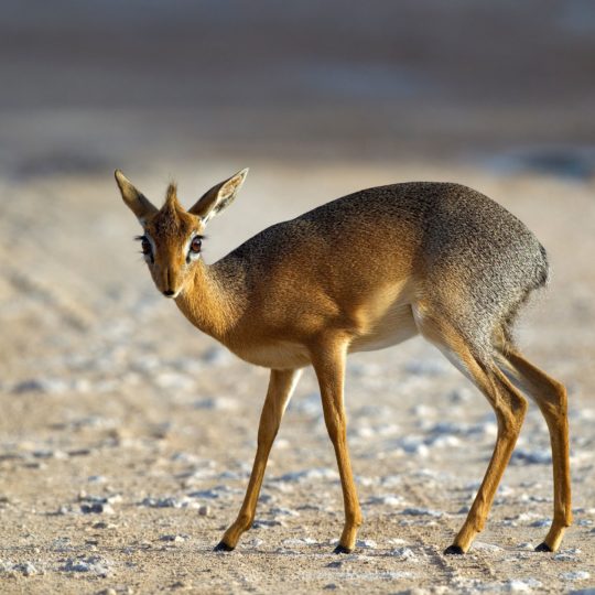 Animal deer Android SmartPhone Wallpaper