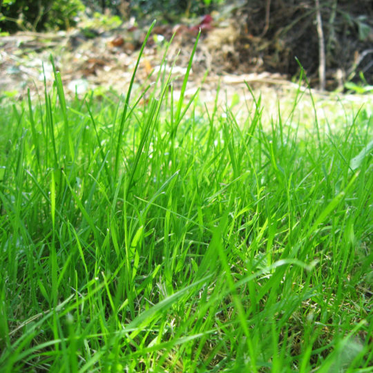Natural grass green Android SmartPhone Wallpaper