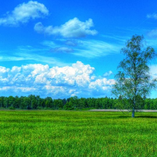 Grassland green landscape Android SmartPhone Wallpaper