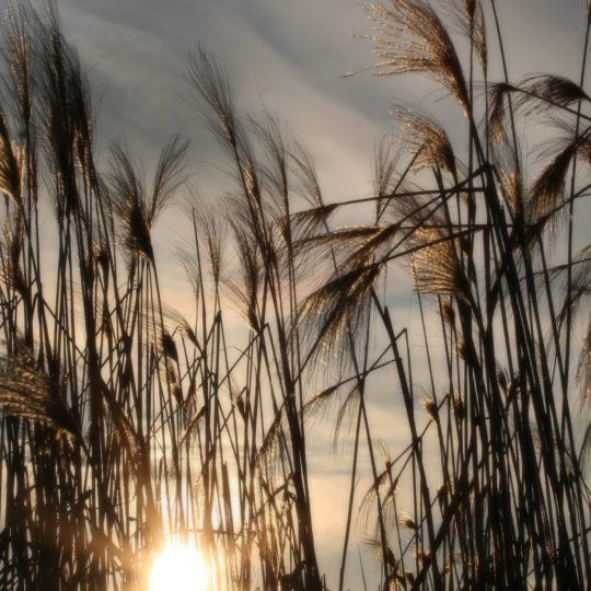 Natural pampas grass Android SmartPhone Wallpaper