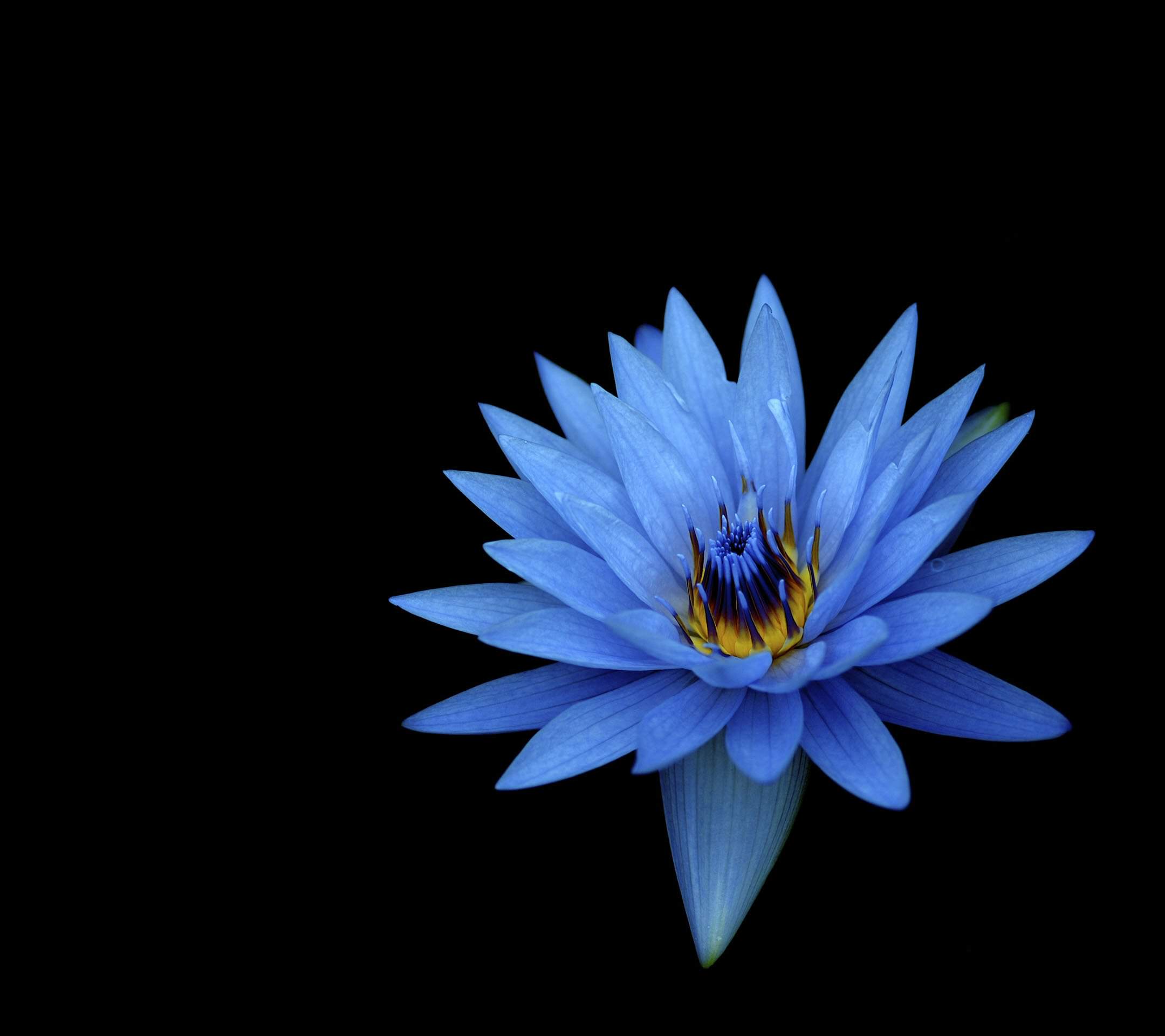 Natural flower blue wallpaper.sc SmartPhone
