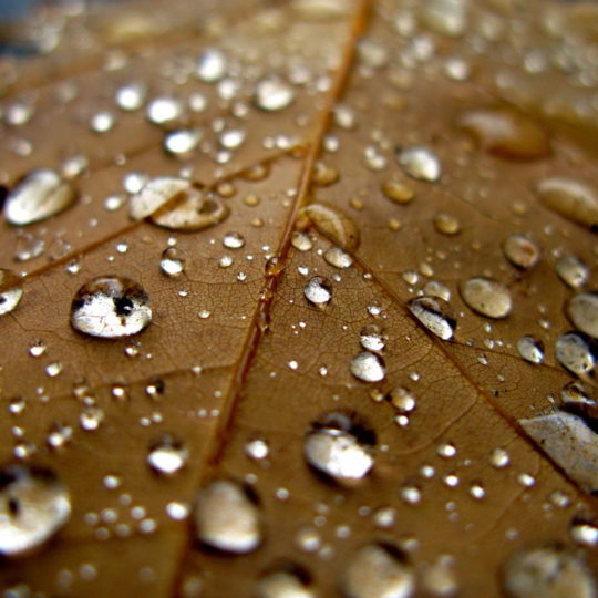 Natural water drops leaf tea Android SmartPhone Wallpaper
