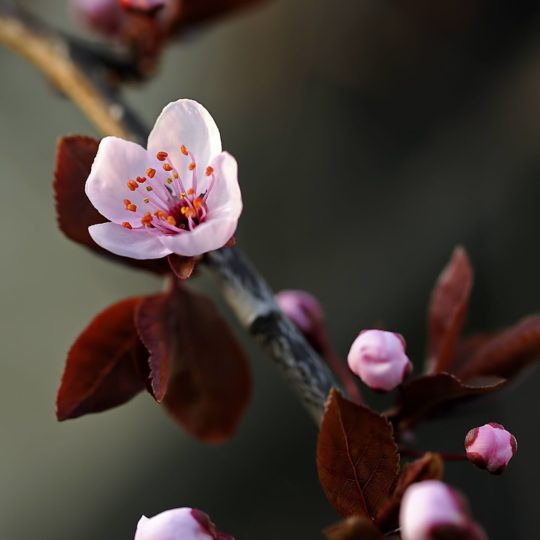 Natural  flower  pink Android SmartPhone Wallpaper