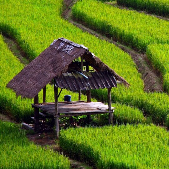 Green rice fields landscape Android SmartPhone Wallpaper