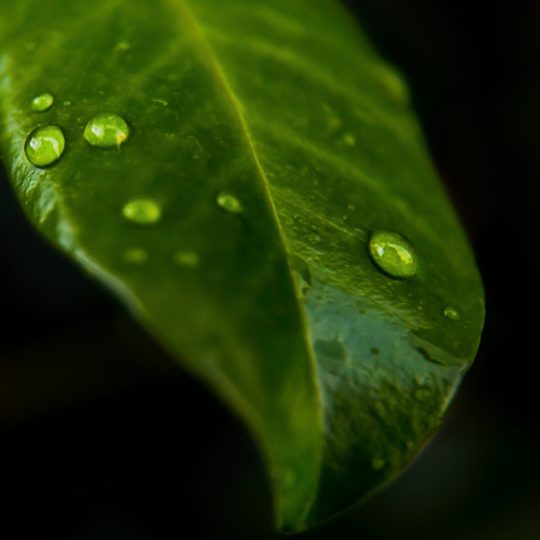 Natural chloroplast Android SmartPhone Wallpaper