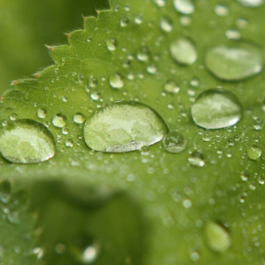 Natural chloroplast Android SmartPhone Wallpaper