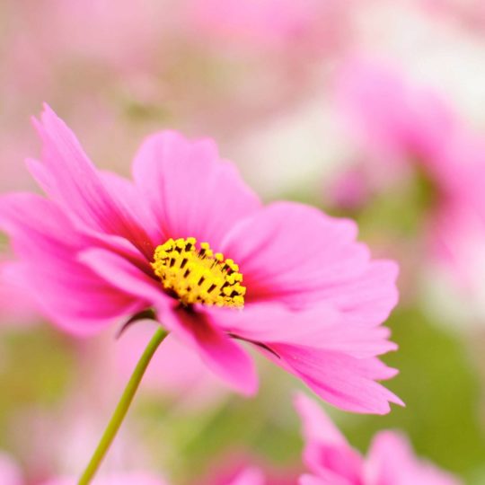 Natural  flower  pink Android SmartPhone Wallpaper