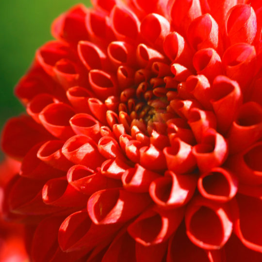 Natural  flower  red Android SmartPhone Wallpaper