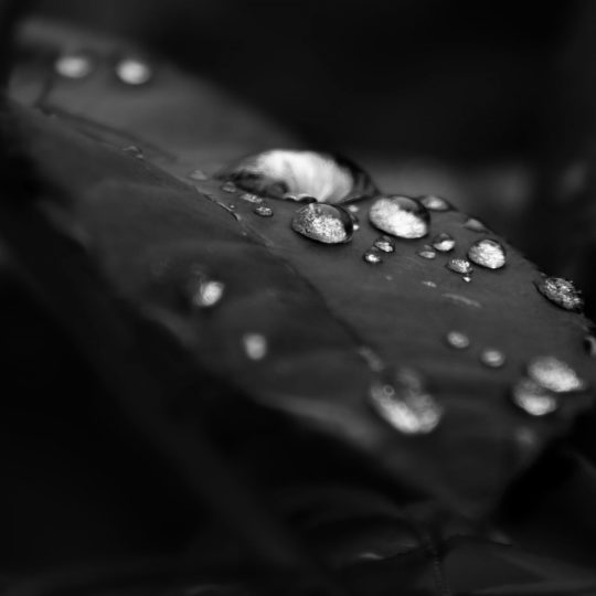 Monochrome natural leaf Android SmartPhone Wallpaper