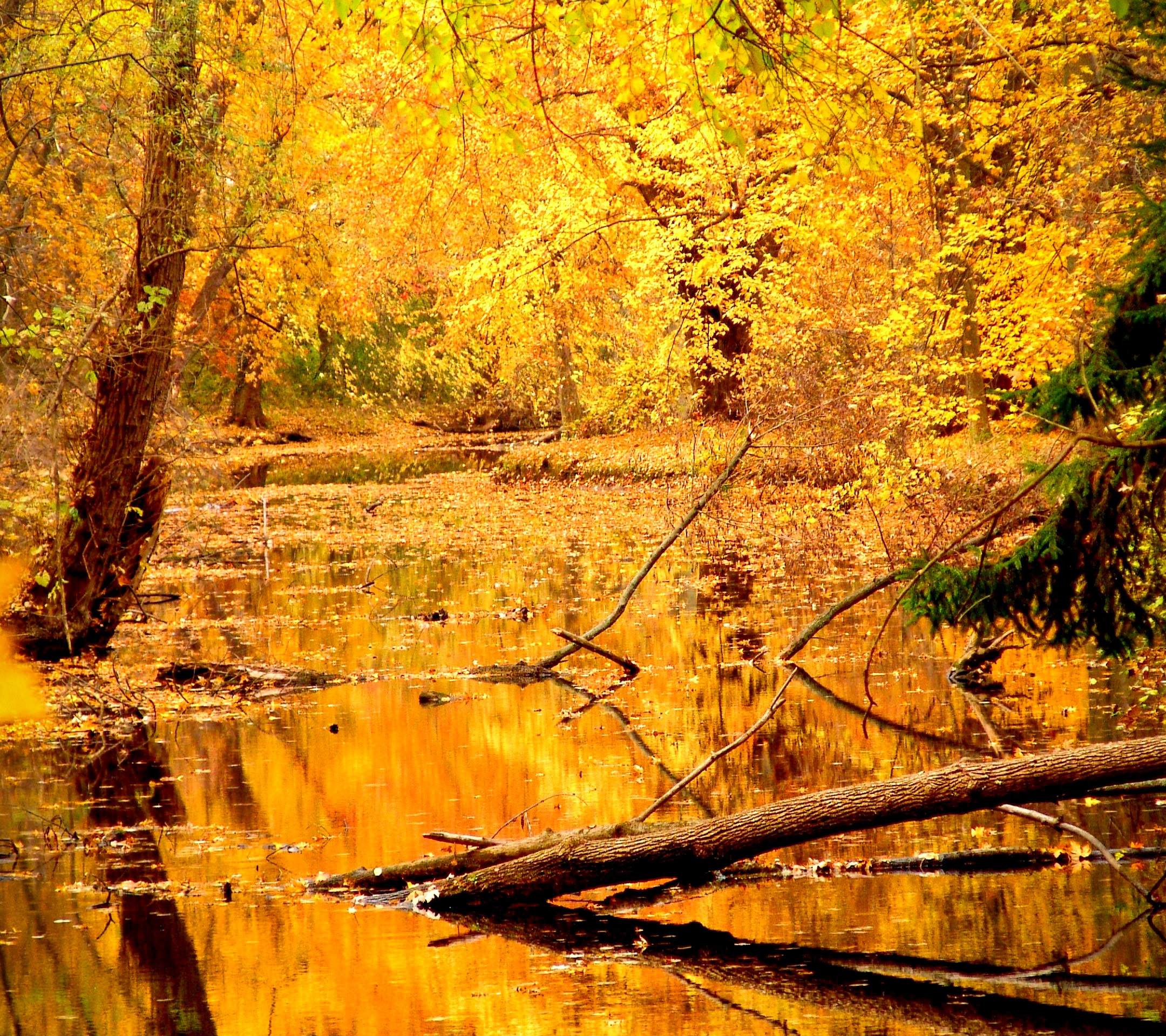 Scenery natural yellow wallpaper.sc SmartPhone