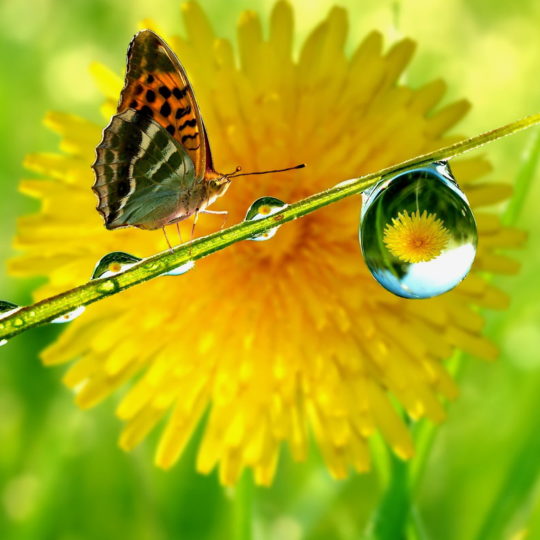 Butterfly yellow blur Android SmartPhone Wallpaper