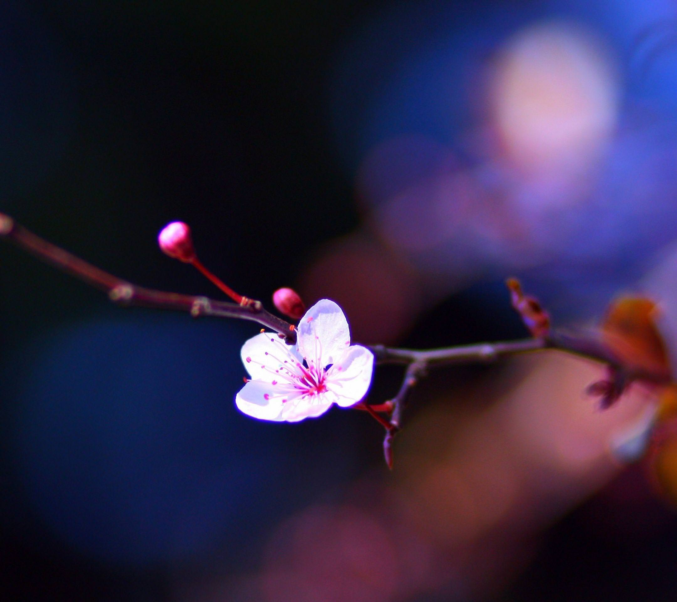 <b>flower</b> pink blur night wallpaper.sc SmartPhone.