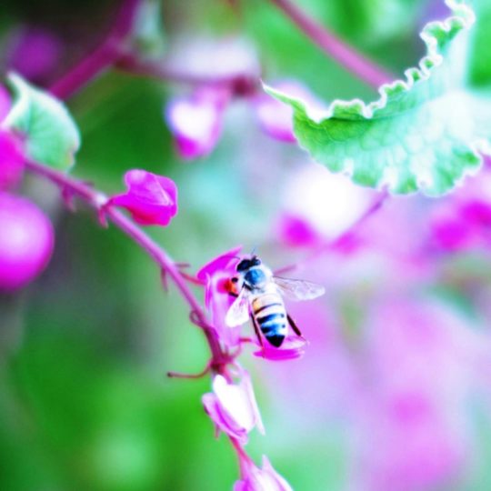 Bee blur flower nature Android SmartPhone Wallpaper